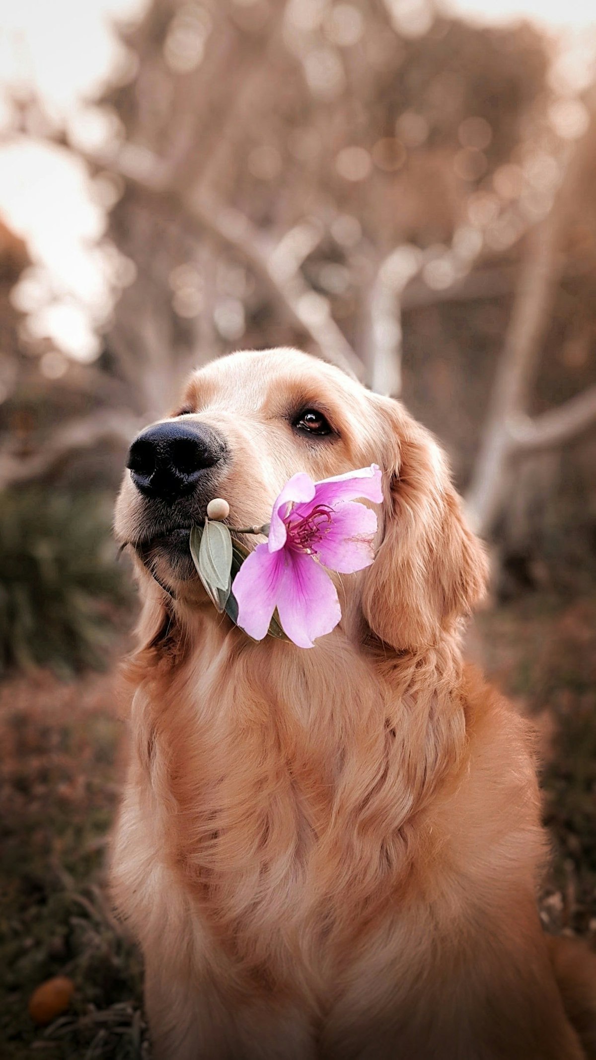 花をくわえた犬