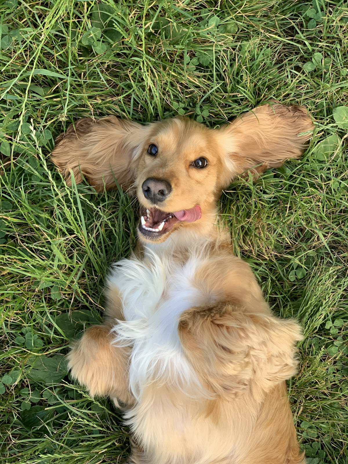芝生に寝そべる小型犬