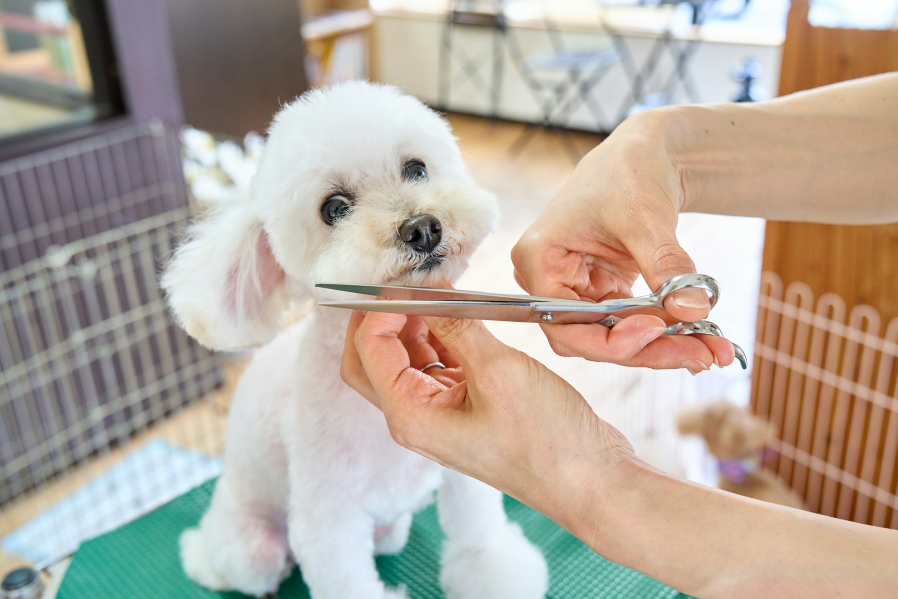 トリミング中の白い犬